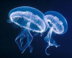 Planète : pour stopper les méduses, il faudrait les manger