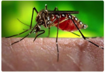 Mondial 2014, risque de dengue