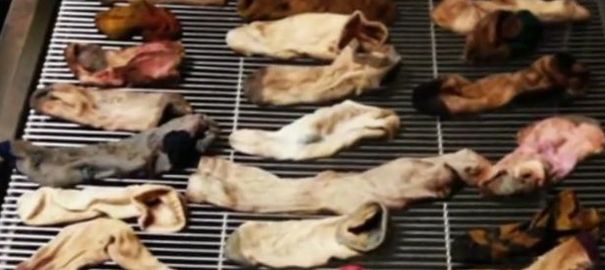 Les chaussettes retrouvées dans l'estomac du grand danois