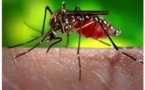 Mondial 2014, risque de dengue