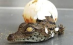 Une boule chocolat et une boule aux œufs de crocodile, s'il vous plaît